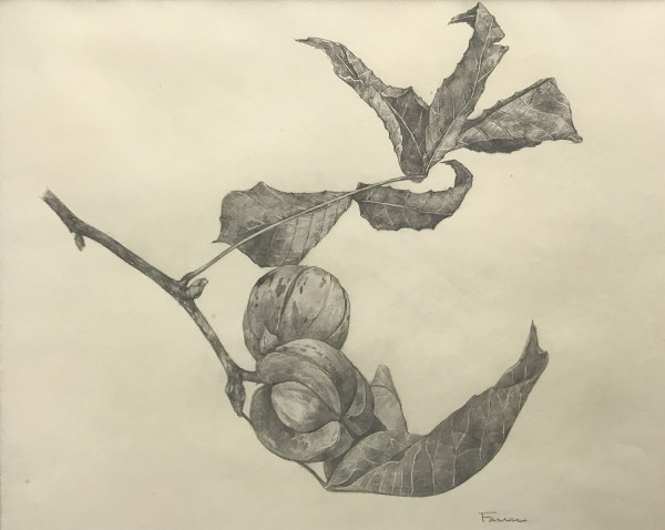 Walnuts by Michelle Farrar