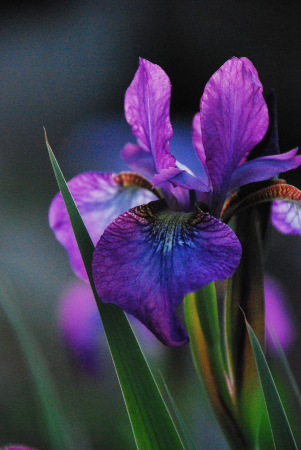 Purple Iris by Jenny Nordstrom