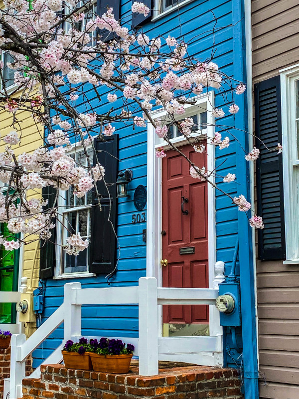Blue Rowhouse with Cherry Trees #1 - Alexandria, VA by Jenny Nordstrom