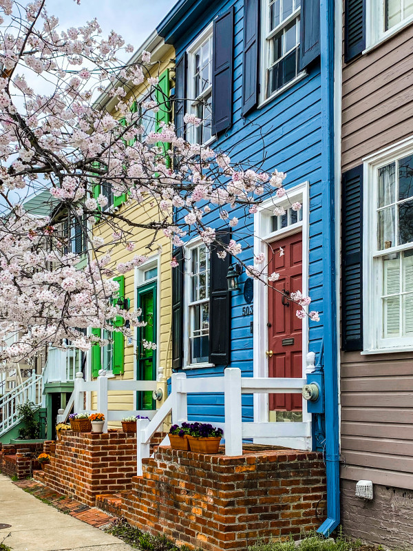 Blue Rowhouse with Cherry Trees #2 - Alexandria, VA by Jenny Nordstrom