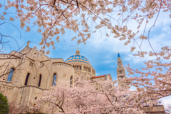 Cherry Blossoms at the Basilica - Washington DC by Jenny Nordstrom