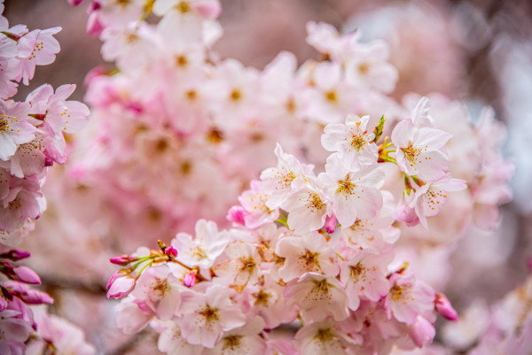 Frothy Cherry Blossoms - Washington DC by Jenny Nordstrom