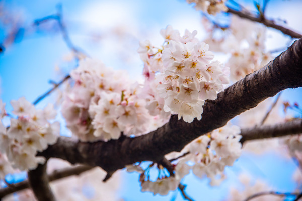 Cherry Blossoms with Blue Sky by Jenny Nordstrom
