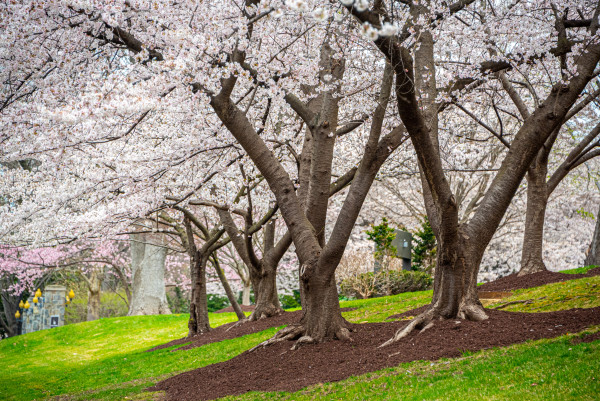 Cherry Trees in Full Bloom - Washington DC by Jenny Nordstrom