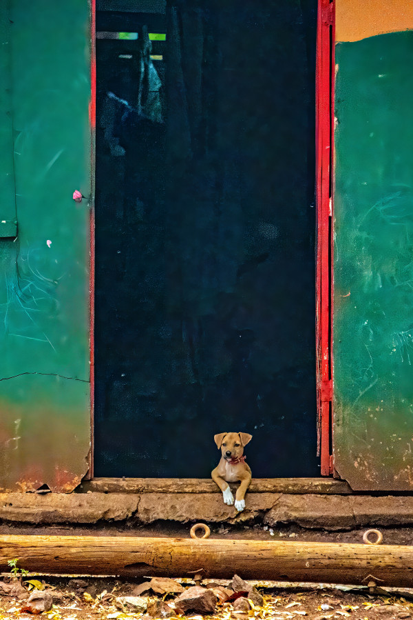 Puppy waiting in the Doorway - Playa Flamingo, Costa Rica by Jenny Nordstrom