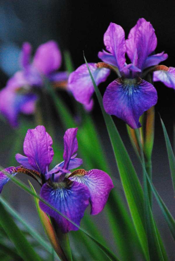 Purple Iris Trio by Jenny Nordstrom