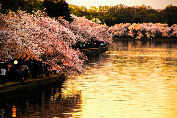 Cherry Blossoms at Golden Hour, Washington DC