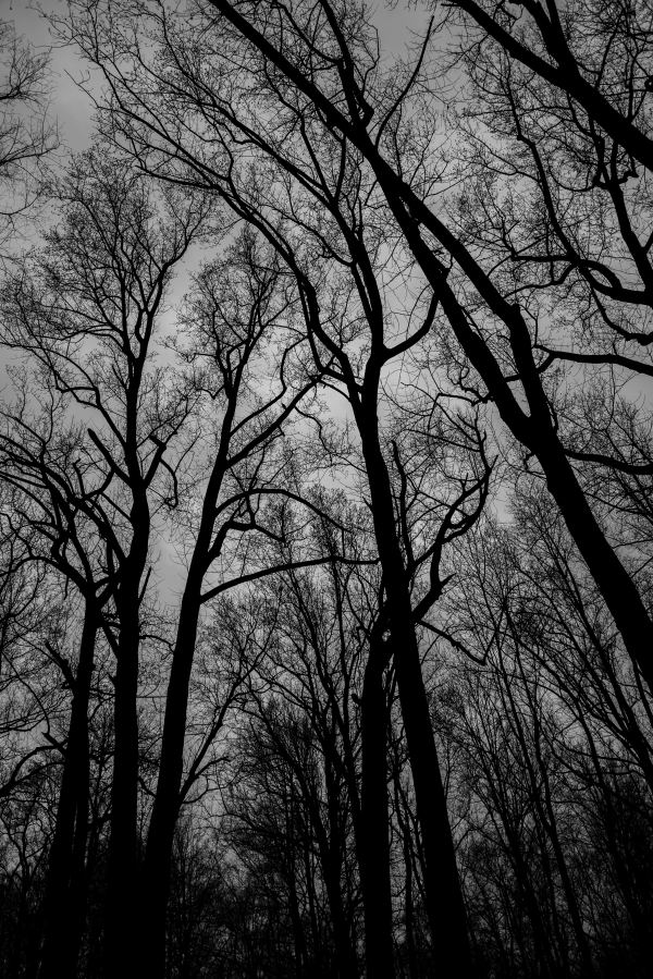 Winter Tree Silhouette by Jenny Nordstrom