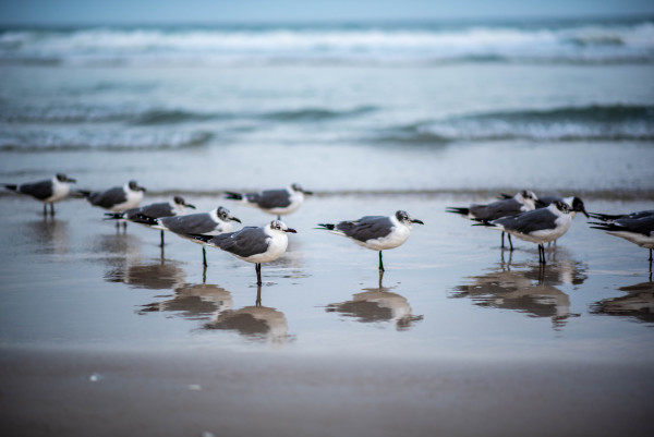 Seagulls Reflected - Daytona Beach, Florida by Jenny Nordstrom