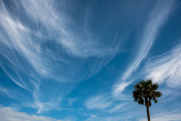 Blue Sky with Palm Tree - Daytona Beach, Florida by Jenny Nordstrom