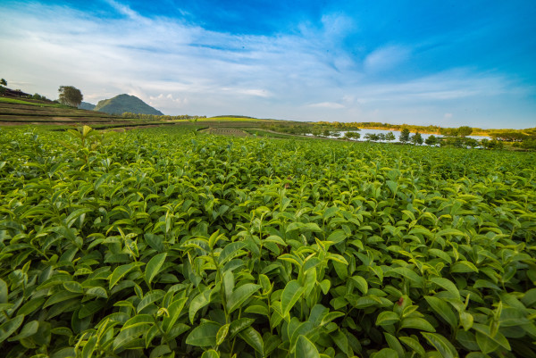 Tea Plantation - Thailand