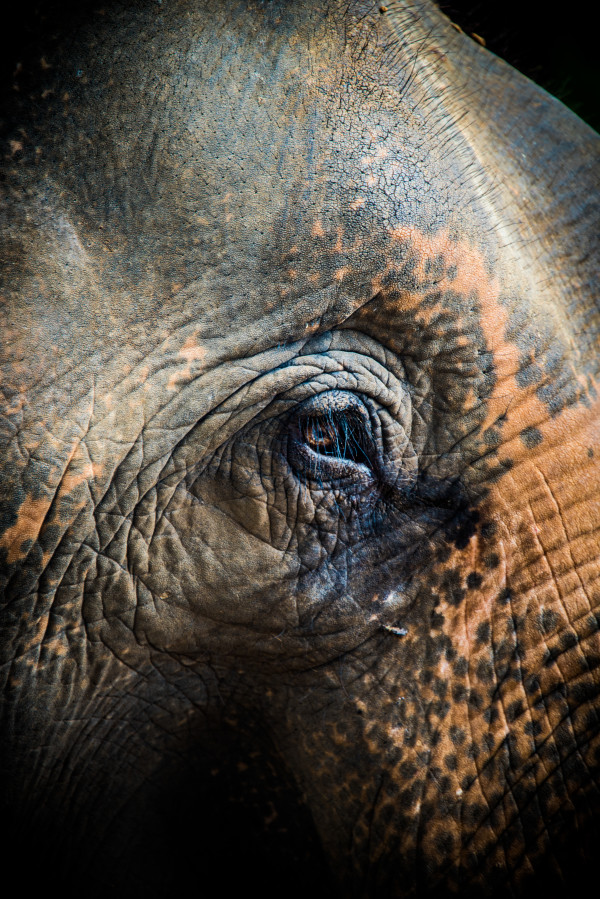 Elephant Eye 2 - Thailand