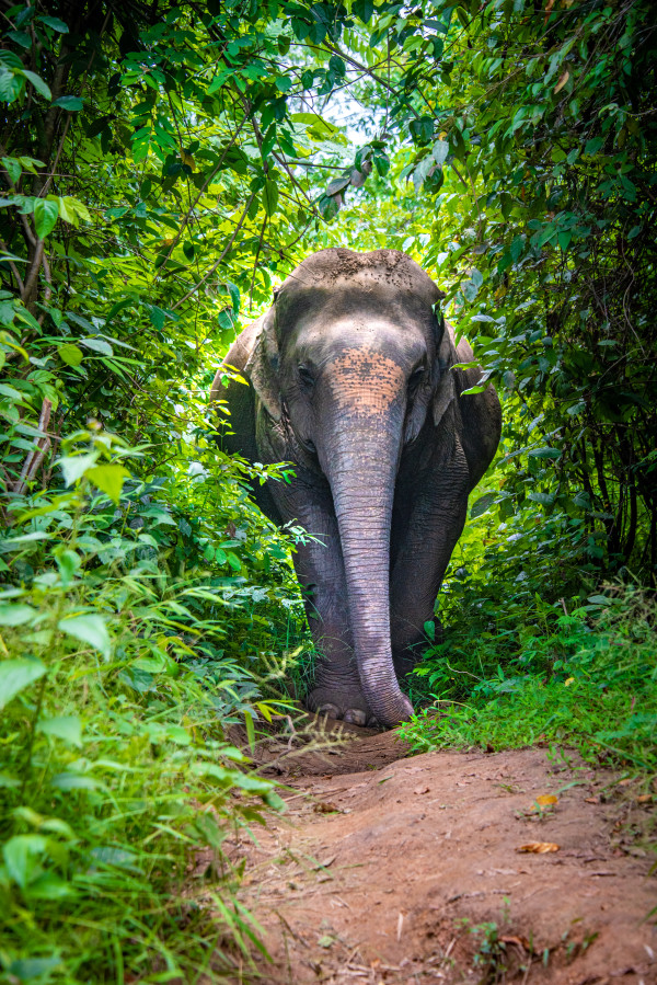 Elephant - Thailand