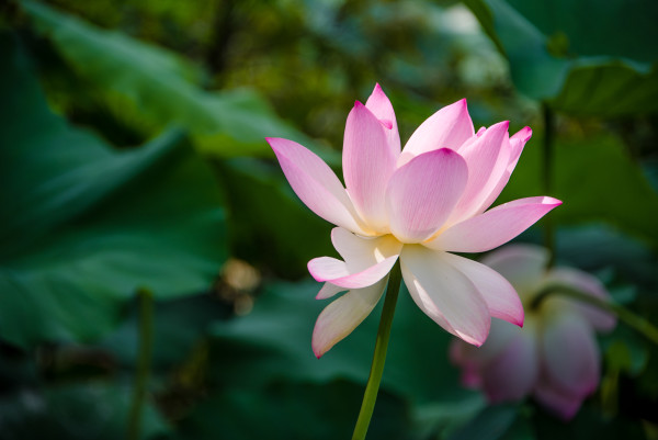 Lotus Blossom, Kenilworth Aquatic Gardens