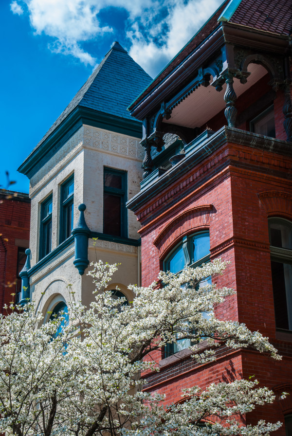 Rowhouses & Dogwood - Capitol Hill by Jenny Nordstrom