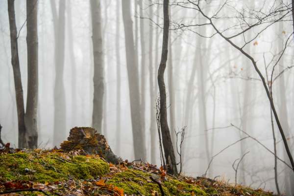 Misty Trees and Moss #1 - LaVale, Maryand