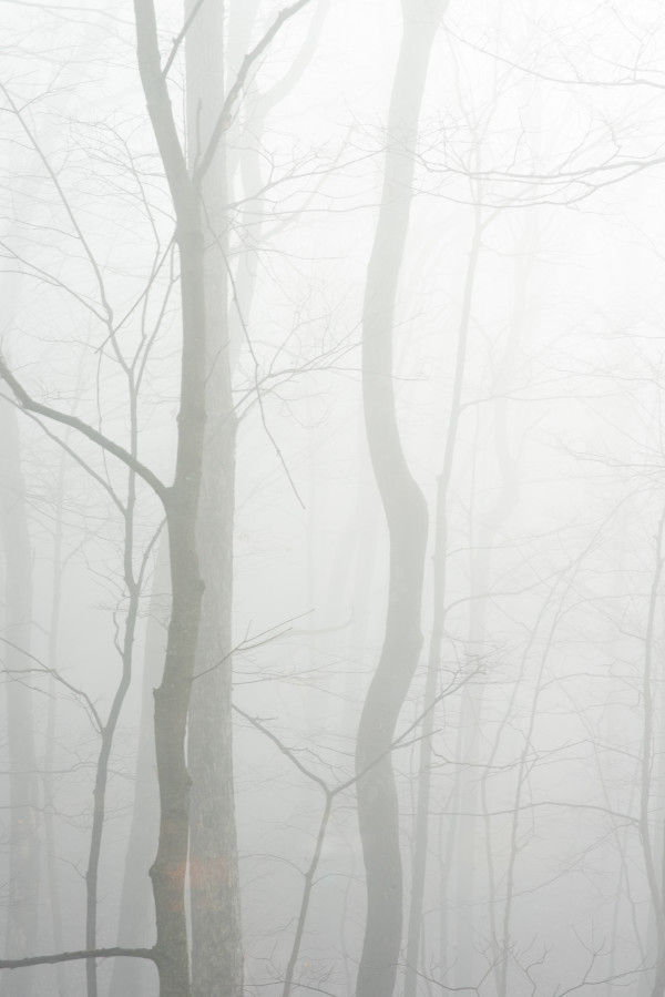 Misty Trees 1