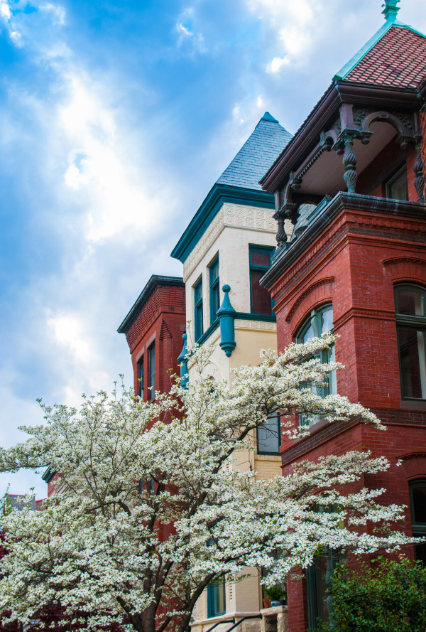 Rowhouses & Dogwood 2 - Capitol Hill by Jenny Nordstrom