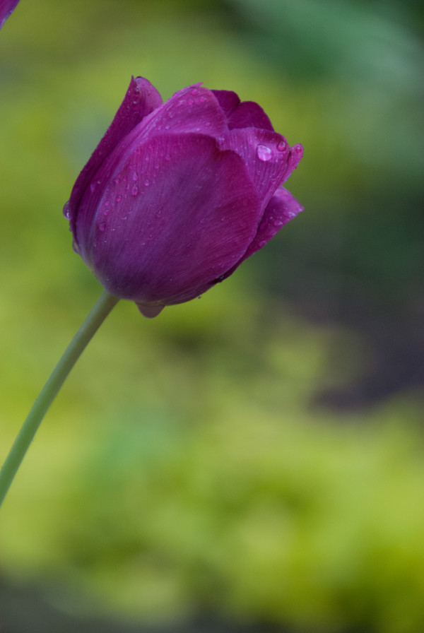 Tulip in the Rain by Jenny Nordstrom
