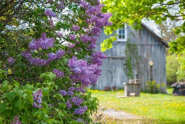 Rustic Barn with Lilacs - Ontario, Canada