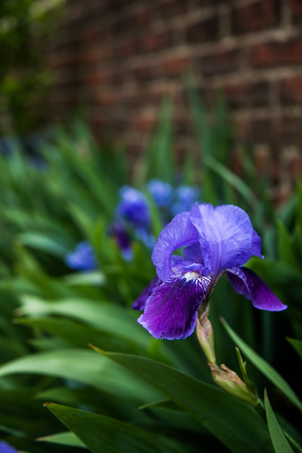 Irises in the Garden by Jenny Nordstrom