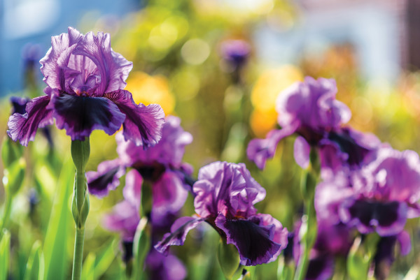 Purple Irises, Capitol Hill