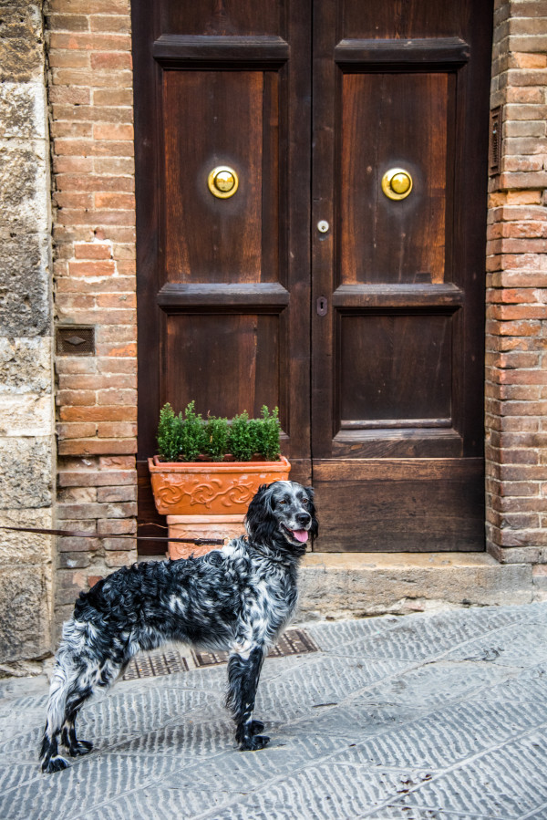 Beautiful Dog with Door - San Gimignano, Italy by Jenny Nordstrom