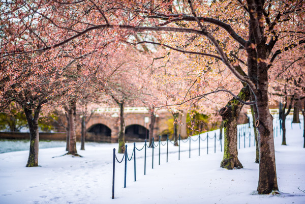 Cherry Blossoms in the Snow 1 - Washington DC