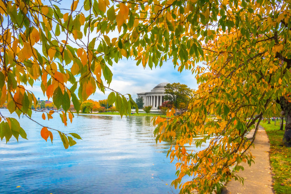 Jefferson Memorial with Autumn Leaves - Washington DC