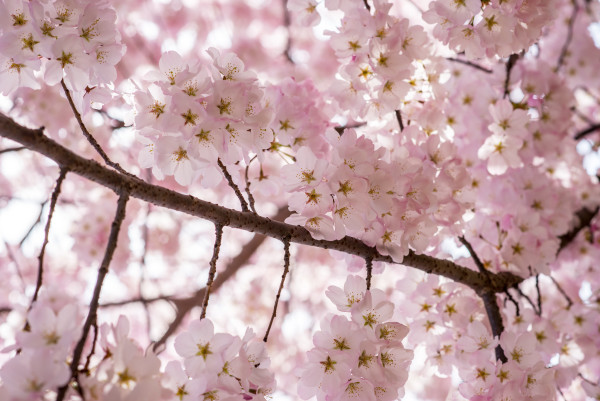 Cherry Blossom Branch 2 - Washington DC