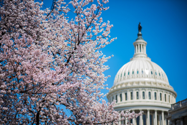 Cherry Blossoms & Capitol Building 2 - Washington DC by Jenny Nordstrom