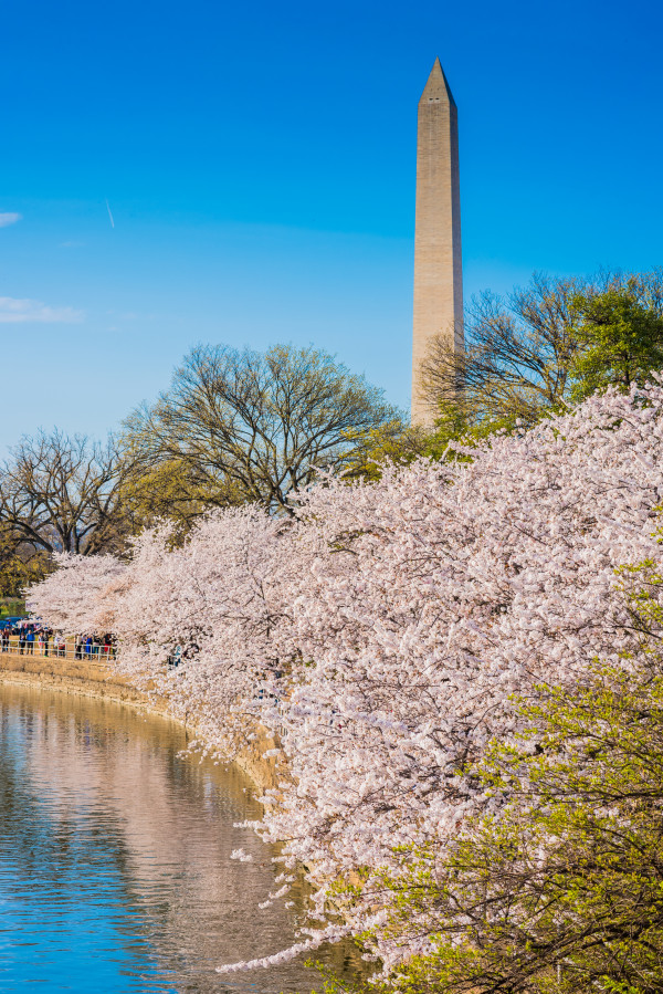 Washington Monument with Cherry Blossoms