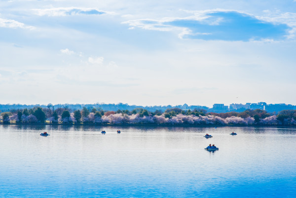 Paddleboats on the Tidal Basin with Cherry Blossoms