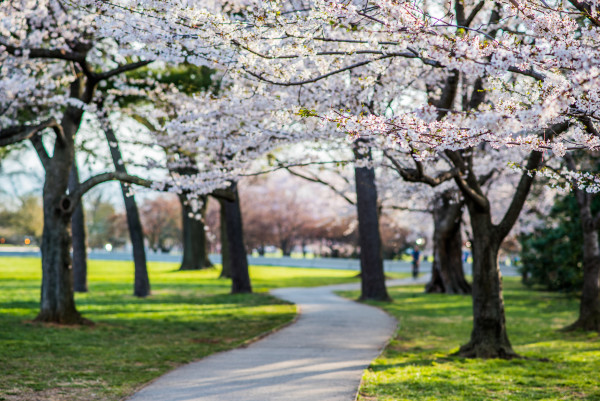 Pathway into the Cherry Blossoms - Washington DC