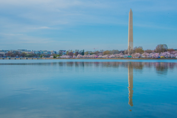 Washington Monument & Cherry Blossom Reflection