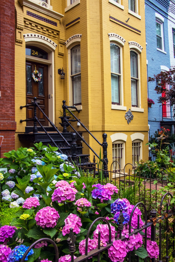 Rowhouses with Hydrangeas 2 - Capitol Hill, Washington DC by Jenny Nordstrom