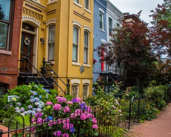 Rowhouses with Hydrangeas - Capitol Hill, Washington DC by Jenny Nordstrom