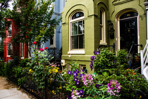 Capitol Hill Summer Blooms by Jenny Nordstrom
