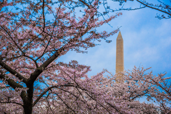 Washington Monument with Cherry Blossoms