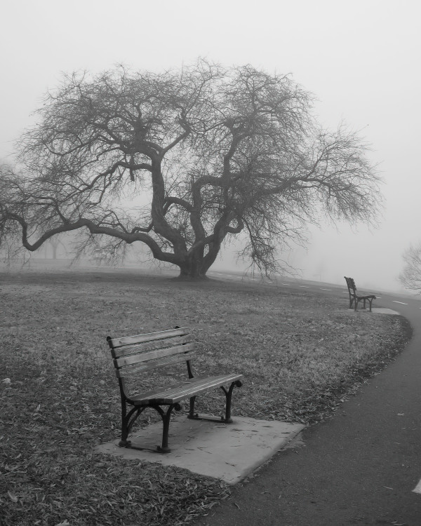 Foggy Tree - Washington DC by Jenny Nordstrom