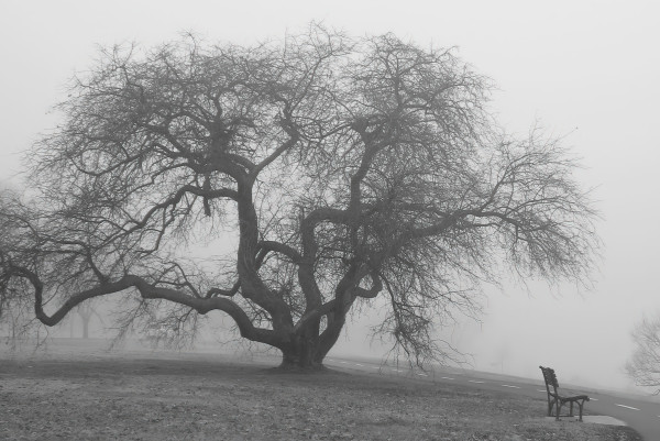 Foggy Tree - Washington DC (HORIZONTAL VERSION) by Jenny Nordstrom