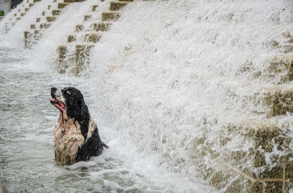 Blissful Fountain Dog - Washington DC by Jenny Nordstrom