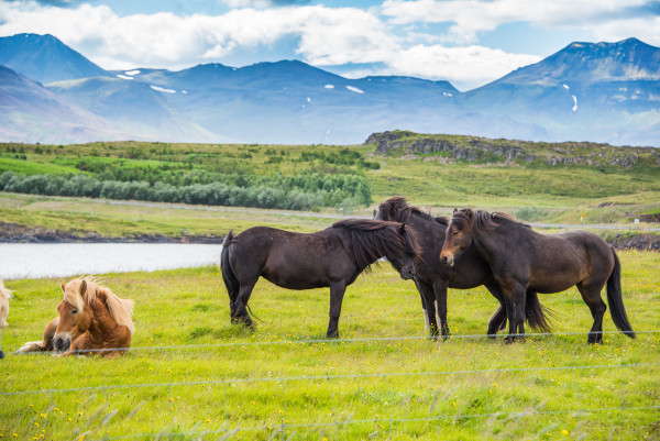 Black Horses - Iceland