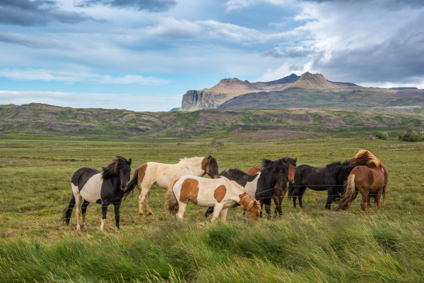 Horses 2 - Iceland