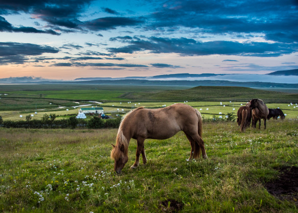 Horses - Iceland