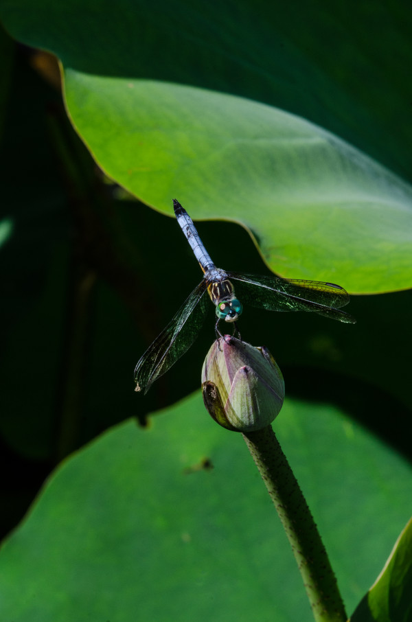 Dragonfly #3, Kenilworth Aquatic Gardens