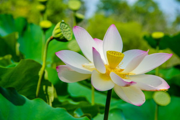 Lotus Blossom #2, Kenilworth Aquatic Gardens