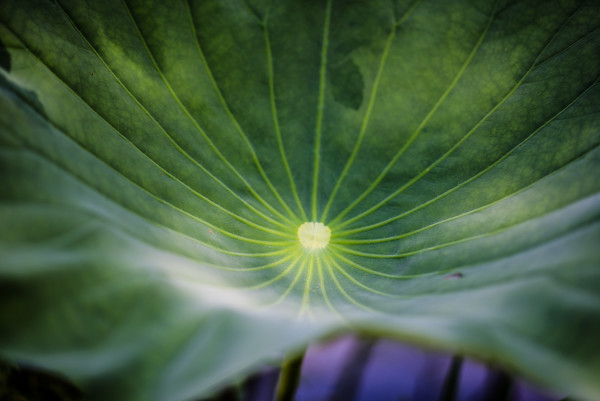 Lotus Leaf Abstract #3, Kenilworth Aquatic Gardens by Jenny Nordstrom