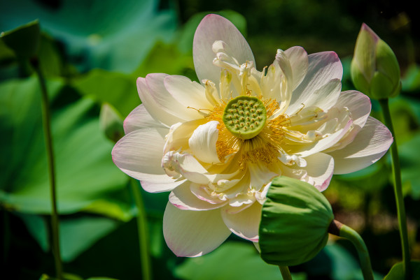 Lotus Blossom #3, Kenilworth Aquatic Gardens