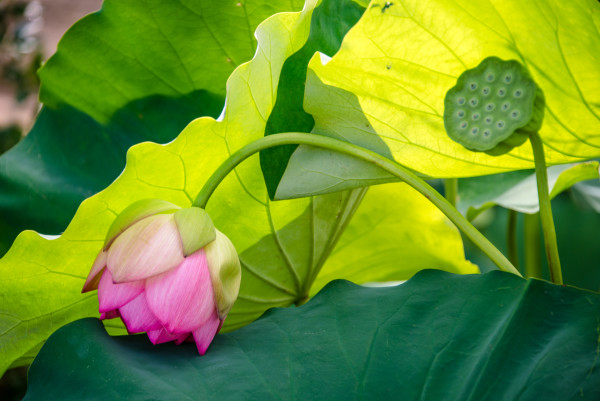 Lotus Blossom with Curved Stem, Kenilworth Aquatic Gardens